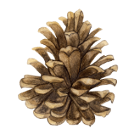 CKX Lands, Inc. (CKX) logo